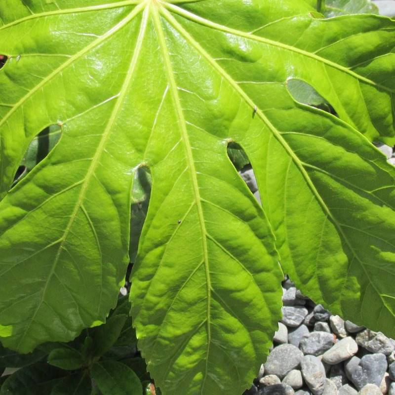Fatsia du Japon, Faux-Aralia du Japon à fleurs Blanche/ - feuillage Persistant - Pot de 4L - 40/60 cm - Image 2