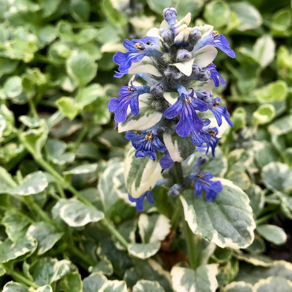 Promesse de Fleurs - Bugle rampante panachée - Ajuga reptans Variegata Godet de 8/9 cm
