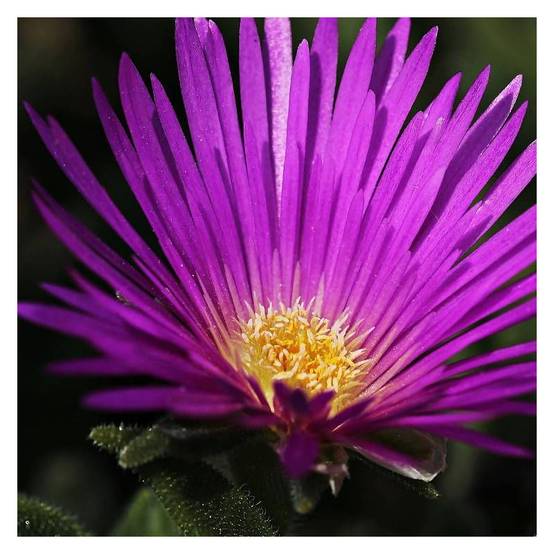 Delosperma cooperi, Pourpier vivace à fleurs Violette - feuillage Persistant - Godet- hauteur à maturité De 0,15 m à 0,50 m - Image 5