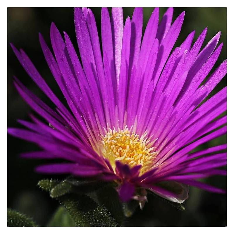 Delosperma cooperi, Pourpier vivace à fleurs Violette - feuillage Persistant - Godet-  hauteur à maturité De 0,15 m à 0,50 m - Image 1