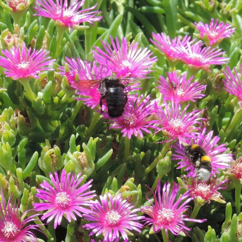 Delosperma cooperi, Pourpier vivace à fleurs Violette - feuillage Persistant - Godet-  hauteur à maturité De 0,15 m à 0,50 m - Image 4