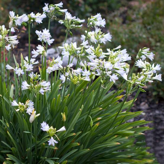 Agapanthe Silver Baby Pot de 2L/3L