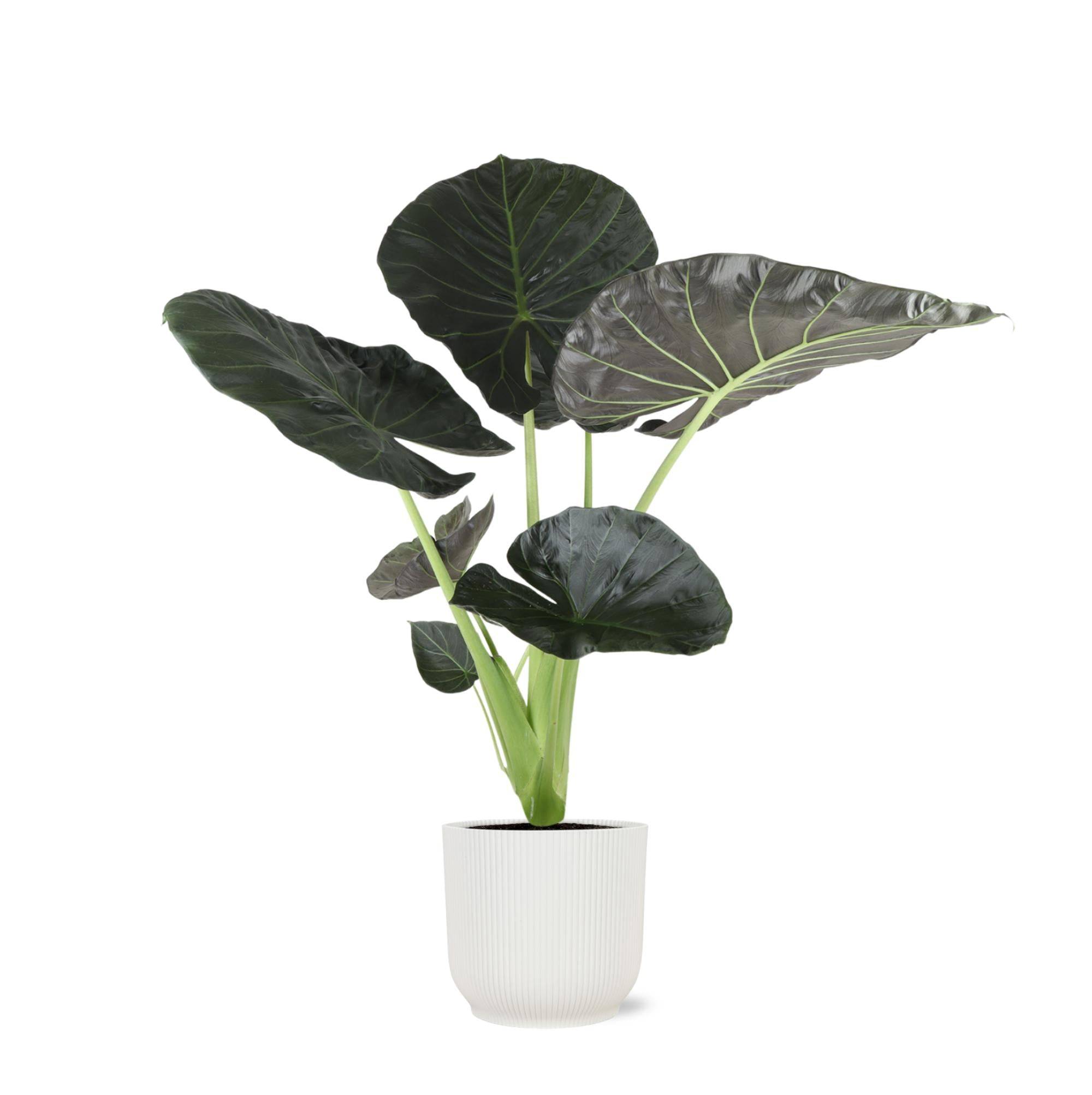 Alocasia Regal Shield et son pot- La Green Touch Relief Blanc - Hauteur 100cm