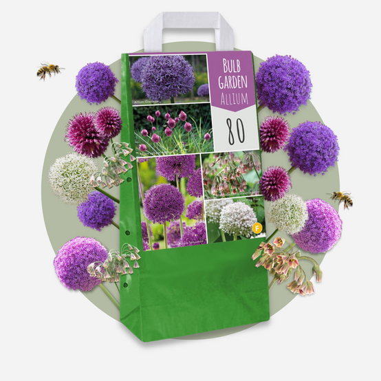 Plant In A Box - Mélange de bulbes Ail - Set de 80 - Allium - Bulbes à fleurs - Image 3