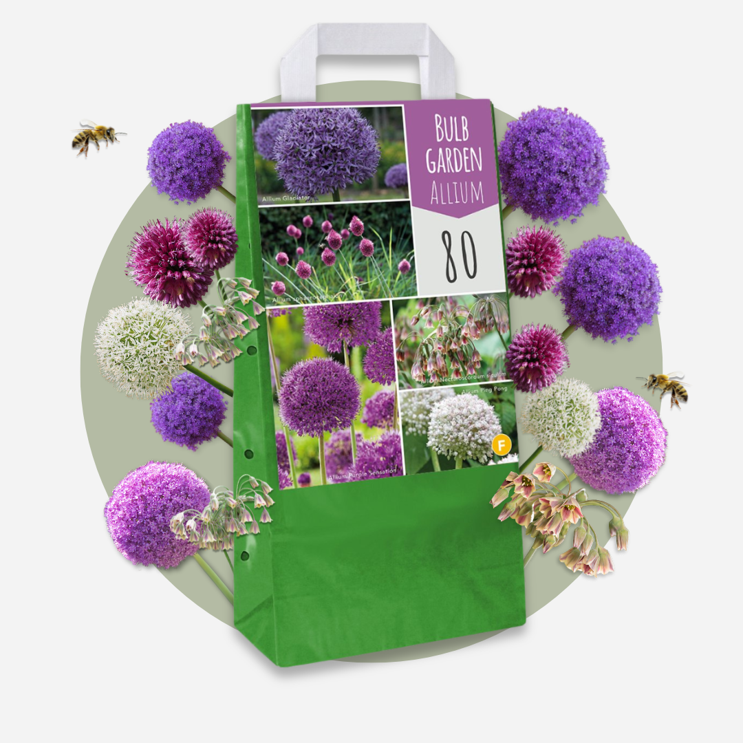 Plant In A Box - Mélange de bulbes Ail - Set de 80 - Allium - Bulbes à fleurs - Image 3
