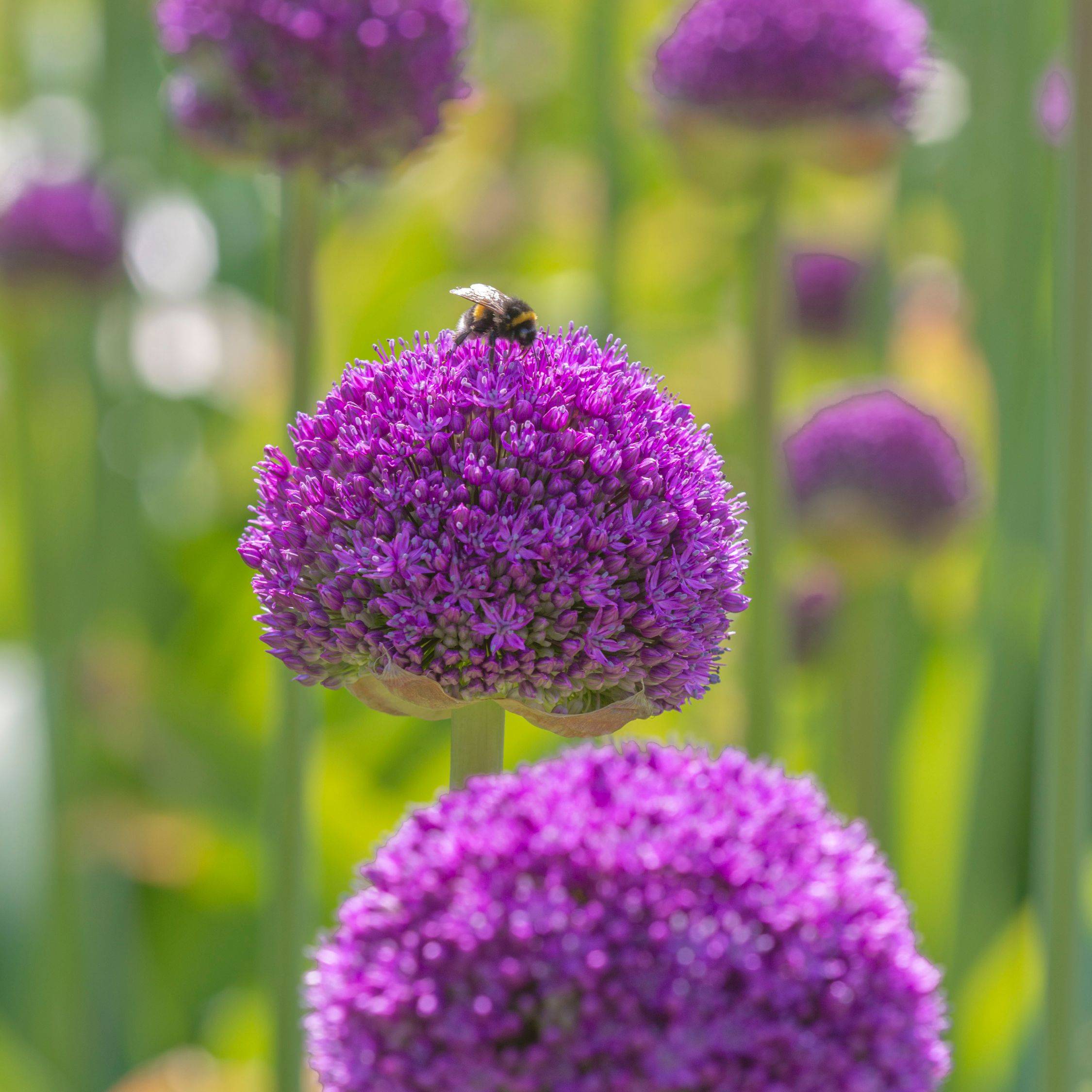 Plant In A Box - Mélange de bulbes Ail - Set de 80 - Allium - Bulbes à fleurs - Image 5