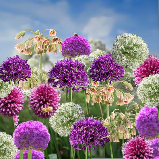 Plant In A Box - Mélange de bulbes Ail - Set de 80 - Allium - Bulbes à fleurs - Image 2