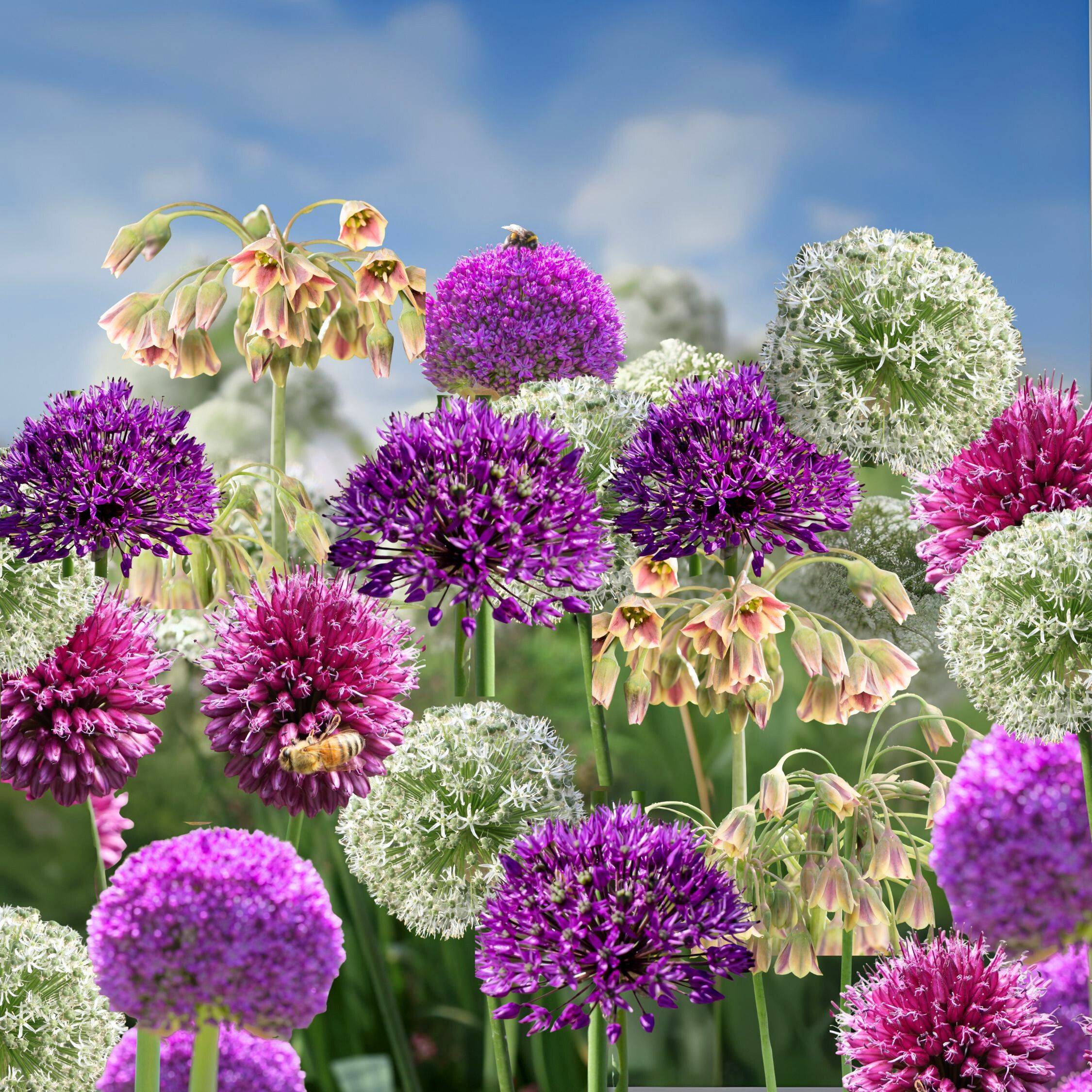 Plant In A Box - Mélange de bulbes Ail - Set de 80 - Allium - Bulbes à fleurs - Image 2