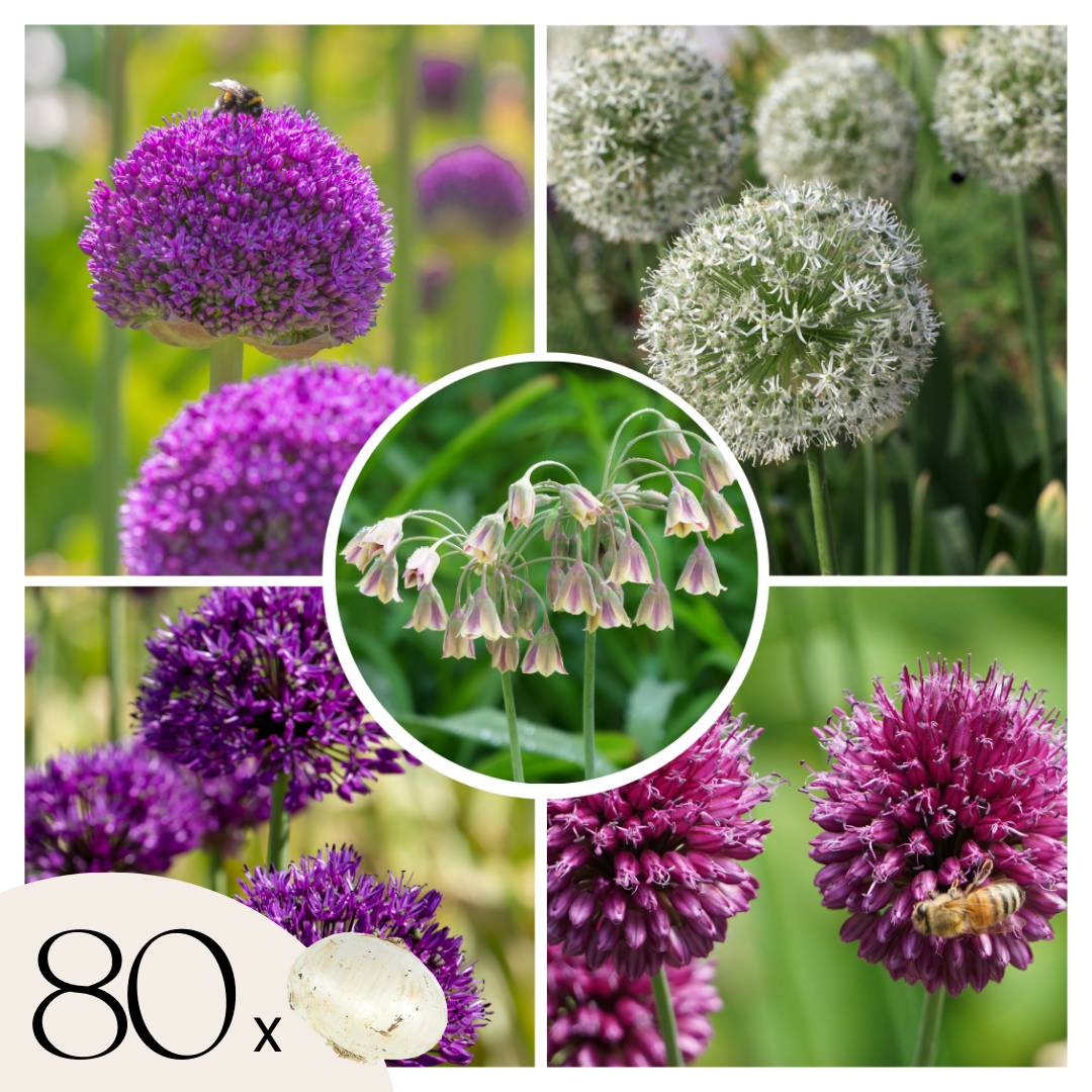 Plant In A Box - Mélange de bulbes Ail - Set de 80 - Allium - Bulbes à fleurs - Image 1