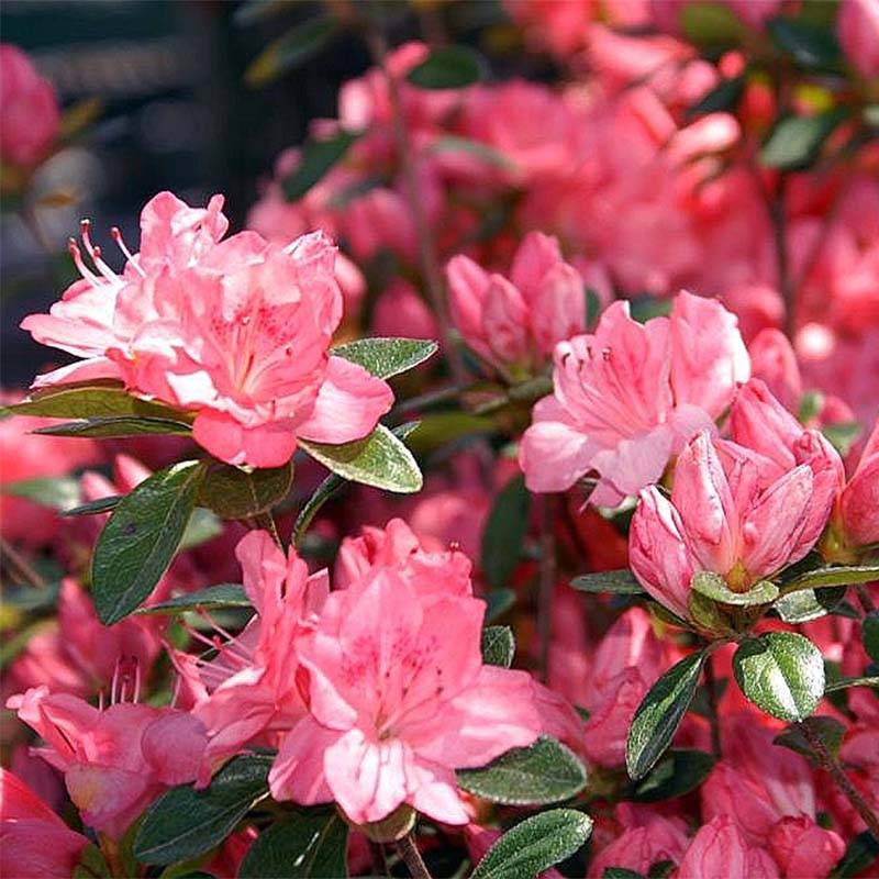 Promesse de Fleurs - Azalée japonaise Blaauw's Pink - Rhododendron hybride Godet de 8/9 cm - Image 1