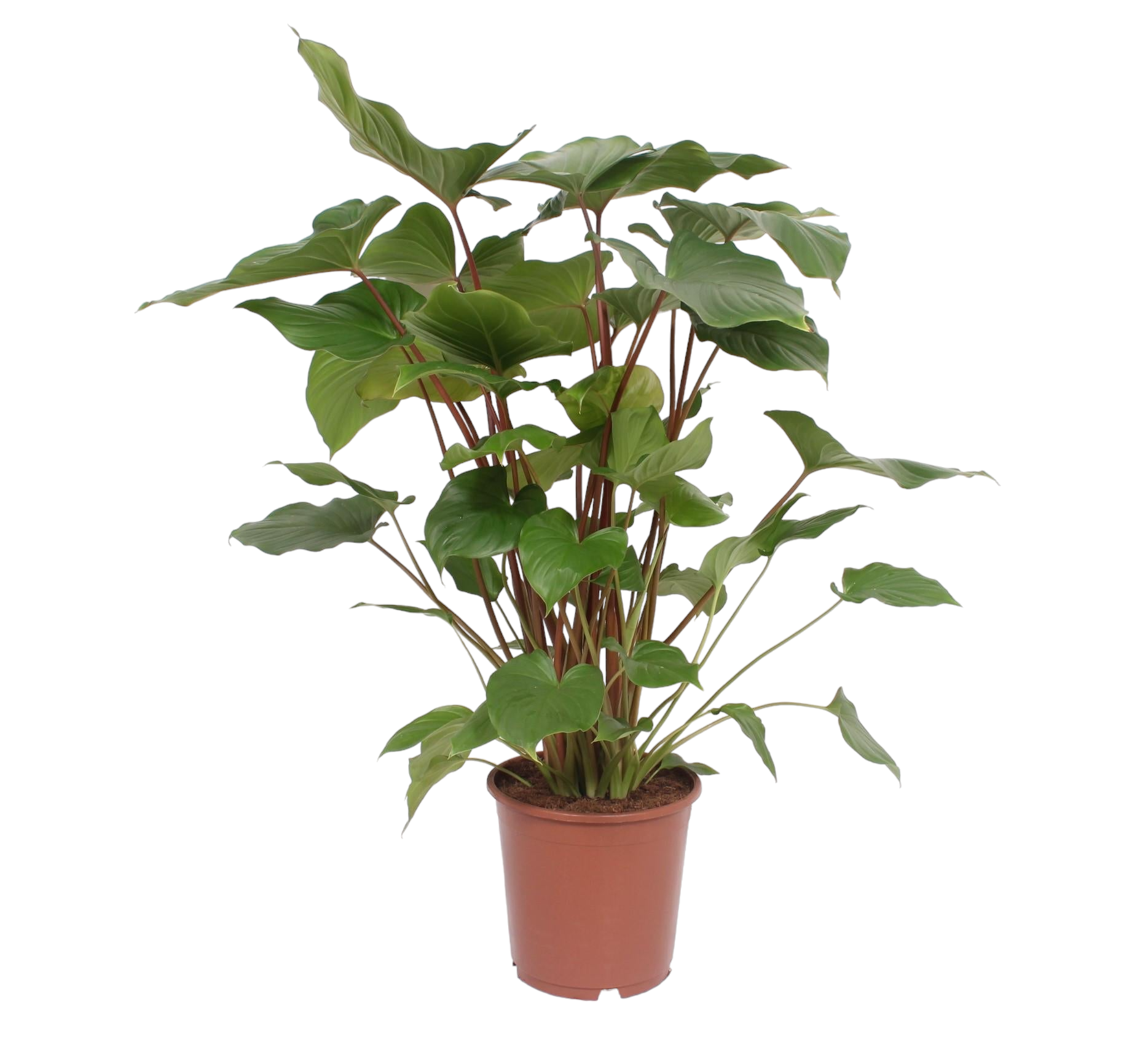 Homalomena Maggy 90cm - Plante d'intérieur- La Green Touch - Image 1