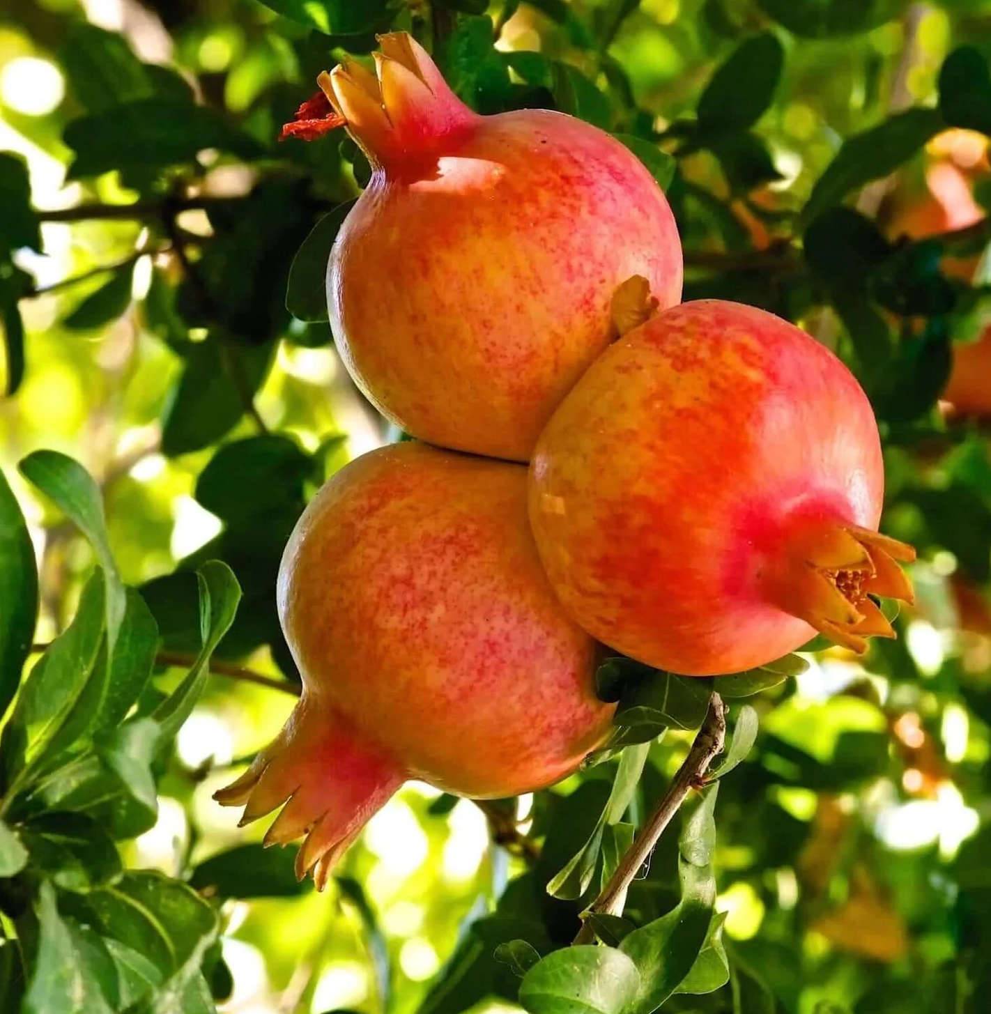 0 - Punica granatum var.wonderfull (Grenadier très productif, gros fruit acidulé très juteux) Pot de 10 litres - 140/160 cm - Image 3