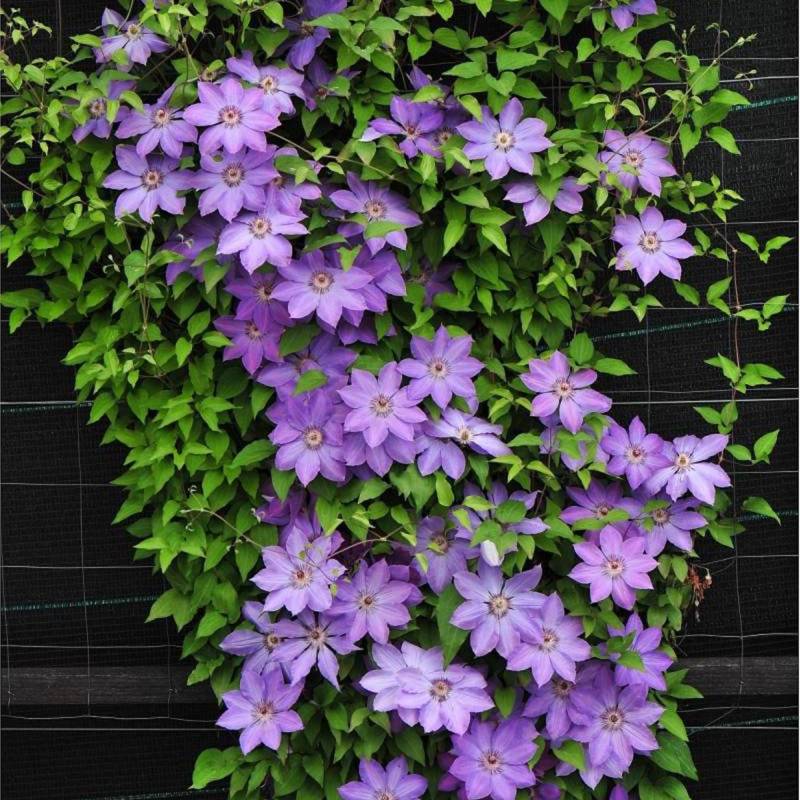 Clématite Baltyk à fleurs Bleue - feuillage Caduc - Pot de 3L - Echelle bambou 60/120 cm-  hauteur à maturité De 2,00 m à 2,50 m - Image 1