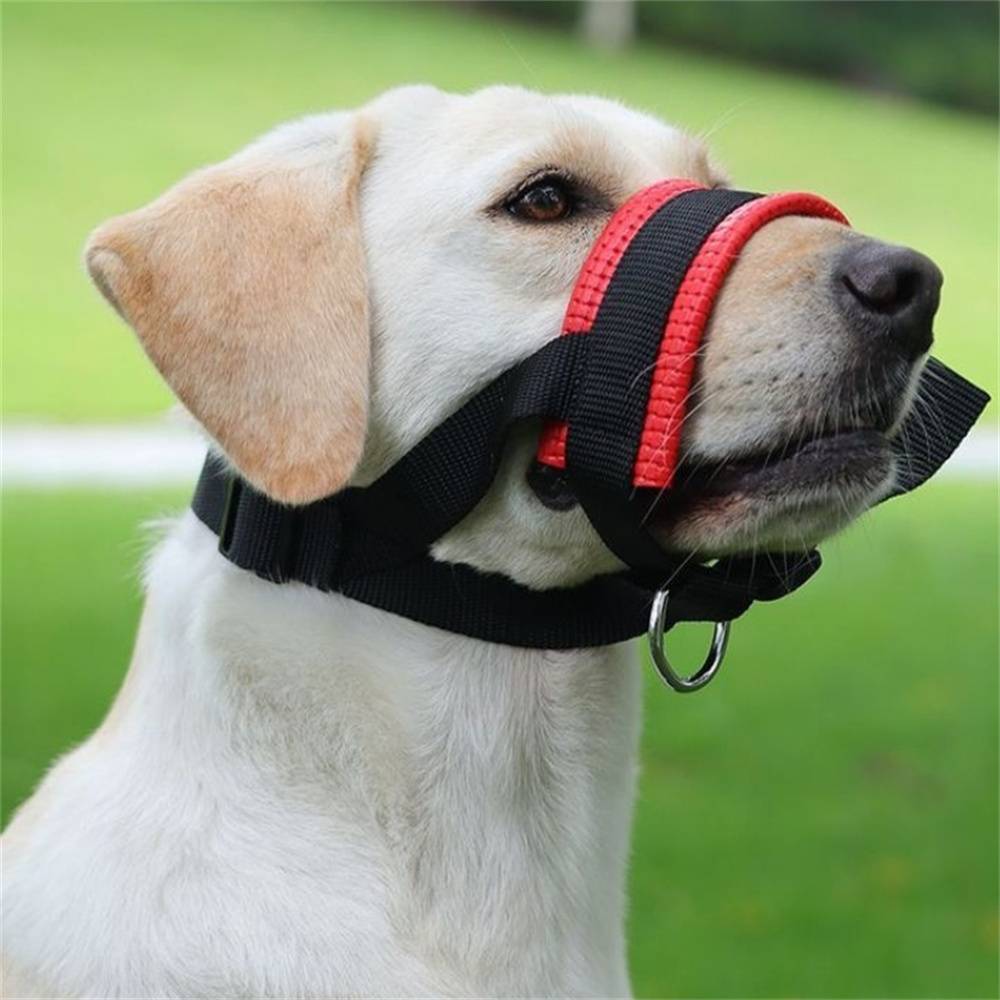 Muzzle pour chiens, anti - morsure et anti - ingestion DtopbuyAge - Image 1