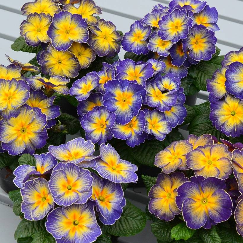 Promesse de Fleurs - Primevère Fireflies - Primula acaulis Mini-motte Ø 3/4 cm (par 5)