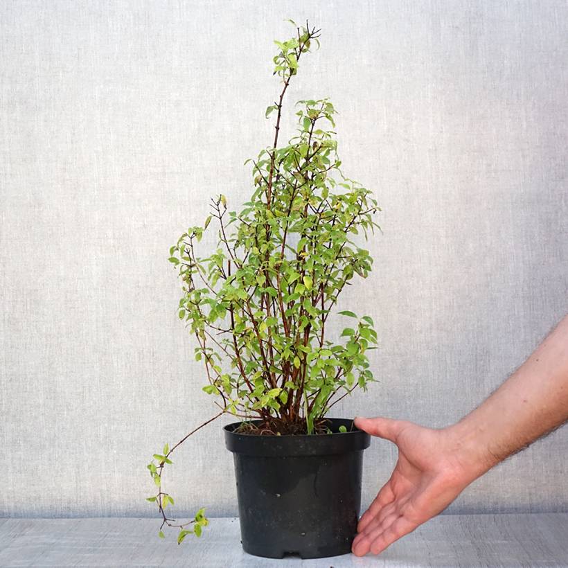 Seringat de Lemoine - Philadelphus Lemoinei Pot de 3L/4L - Image 2