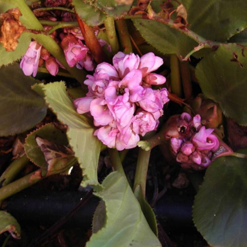 Bergénia à feuilles cordées, Bergenia cordifolia à fleurs Rose - feuillage Persistant - Godet - 5/20 cm-  hauteur à maturité De 0,15 m à 0,50 m - Image 1