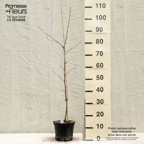 Carpinus betulus Quercifolia - Charme à feuilles de chêne Pot de 2L/3L - Image 1