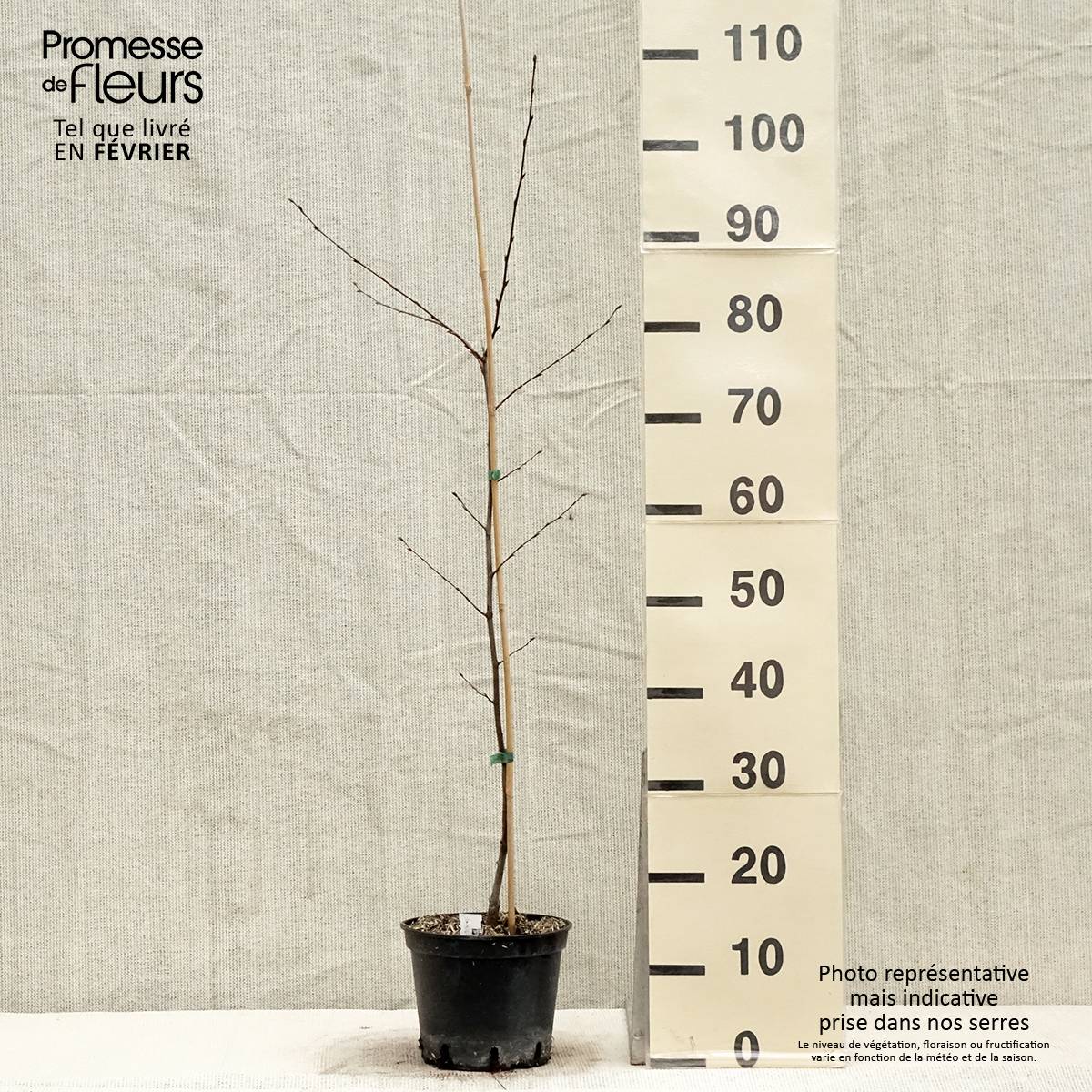 Carpinus betulus Quercifolia - Charme à feuilles de chêne Pot de 2L/3L - Image 1