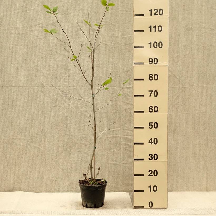 Carpinus betulus Quercifolia - Charme à feuilles de chêne Pot de 2L/3L - Image 3