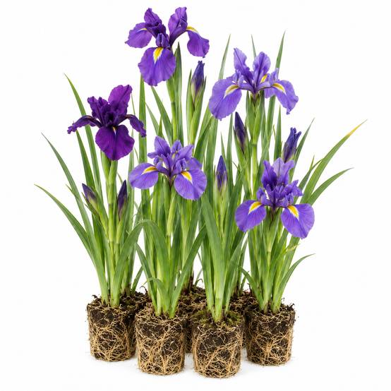 Iris bleu - Iris kaempferi - 12 plantes - Image 1