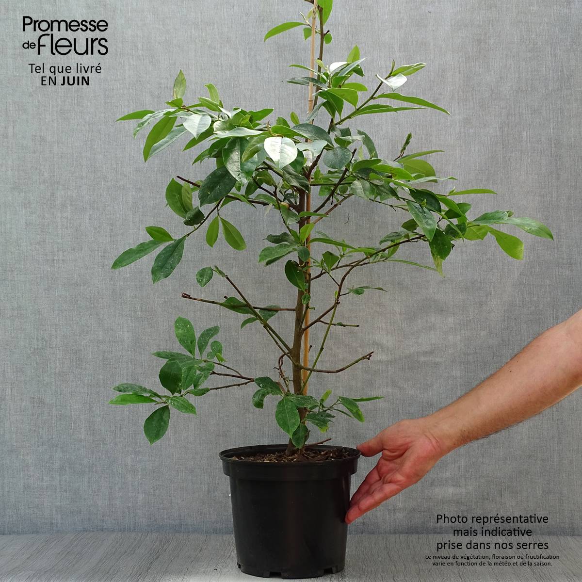 Promesse de Fleurs - Magnolia Fairy Blush - Michelia hybride Pot de 4L/5L - Image 2