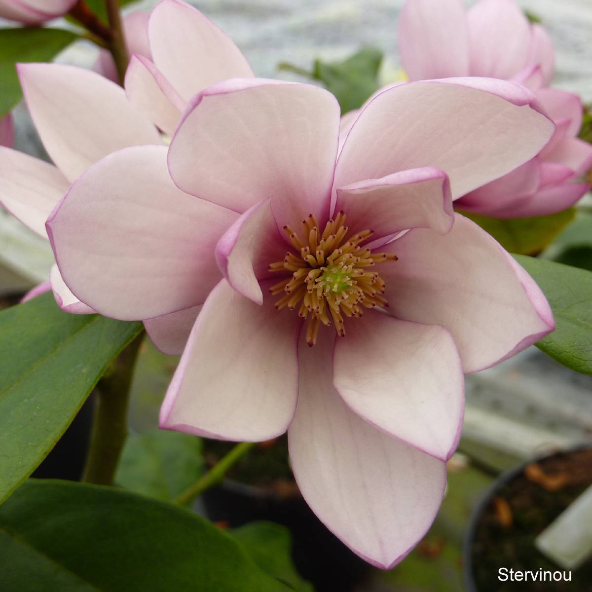 Promesse de Fleurs - Magnolia Fairy Blush - Michelia hybride Pot de 4L/5L - Image 1