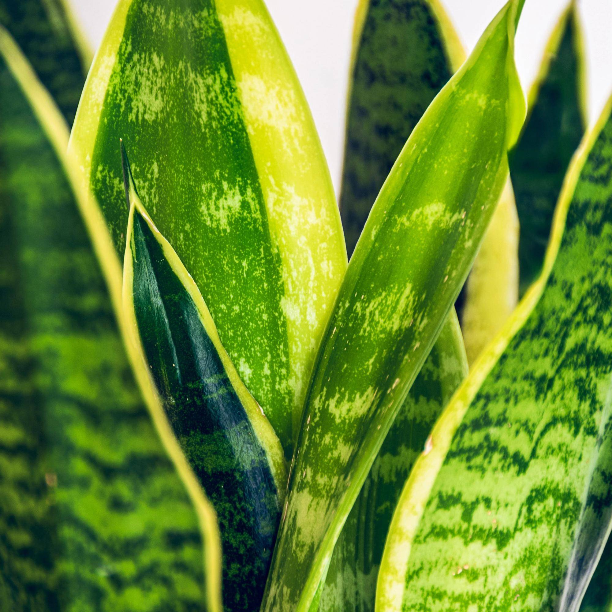 Sansevieria Laurentii - Pot de 17cm - Sans cache-pot - Plantes d'intérieur - Image 5