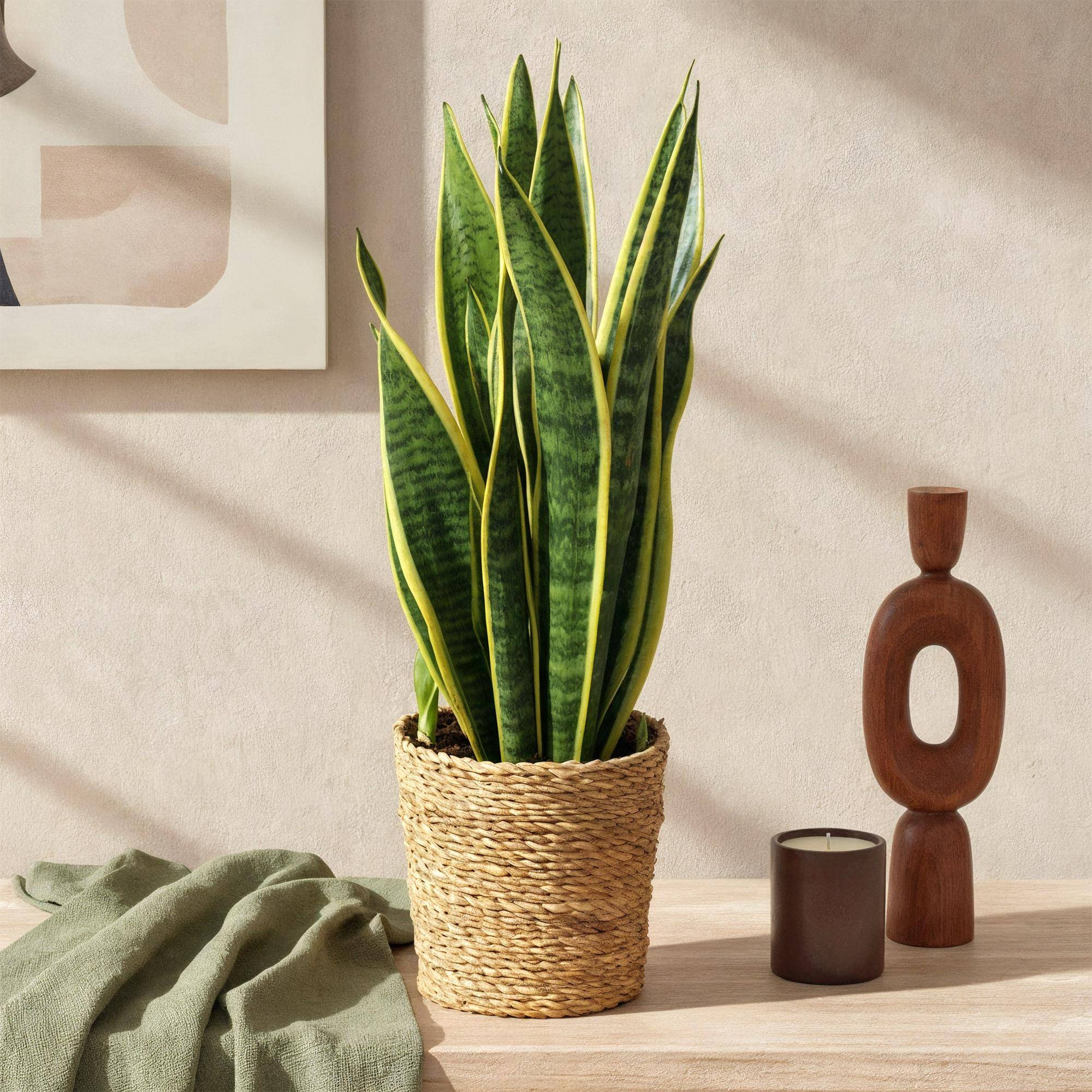 Sansevieria Laurentii - Pot de 17cm - Sans cache-pot - Plantes d'intérieur - Image 4