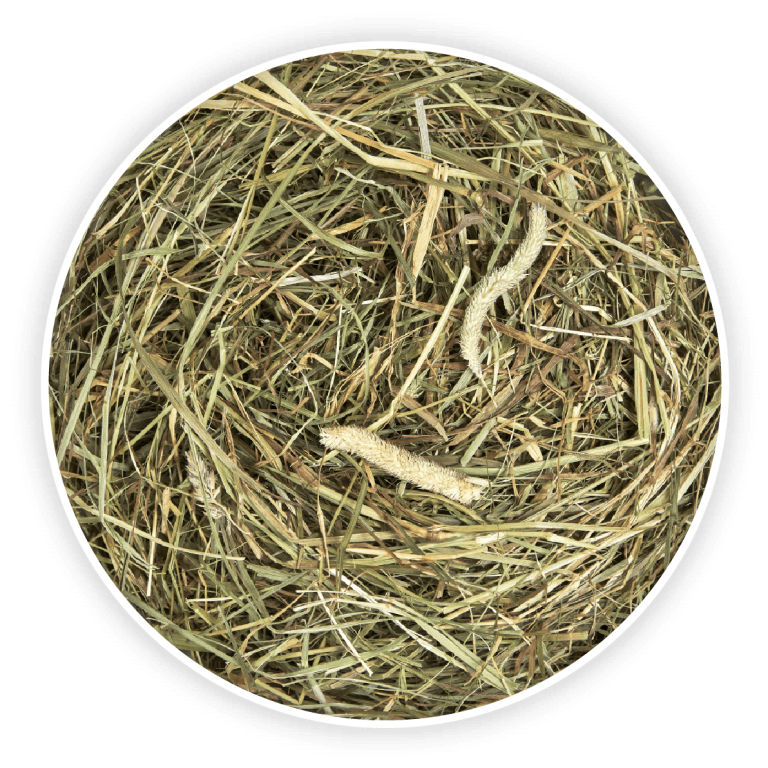 Foin Timothy Premium