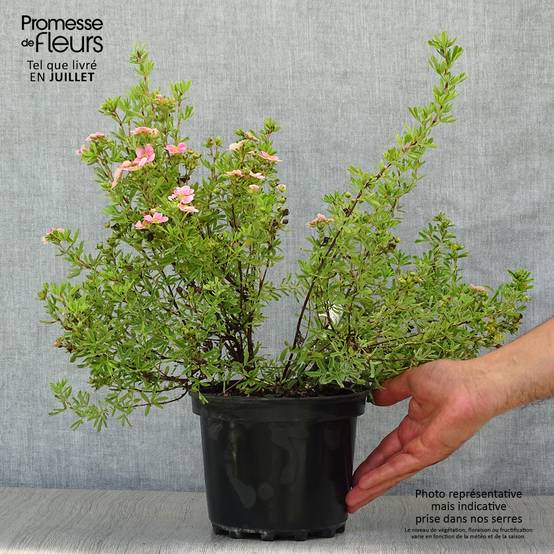 Potentilla fruticosa Pink Paradise - Potentille arbustive Pot de 2L/3L - Image 2