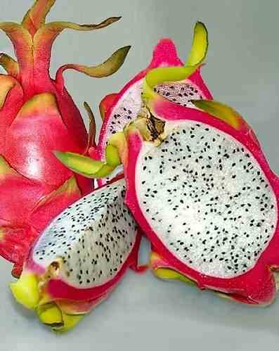 0 - Pitaya : Hylocereus undatus (Pitaya ou fruit du dragon) Pot de 4 litres - 40/60 cm - Image 1