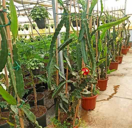 0 - Pitaya : Hylocereus undatus (Pitaya ou fruit du dragon) Pot de 4 litres - 40/60 cm - Image 2