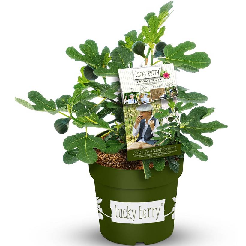 Figuier nain Lucky Berry - Ficus carica Pot de 4L/5L, Touffe