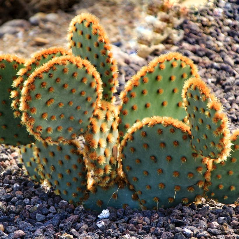 tuna cactus plant Nopal Prickly Pear main image 0