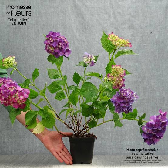 Hortensia - Hydrangea macrophylla Bodensee Pot de 2L/3L - Image 2