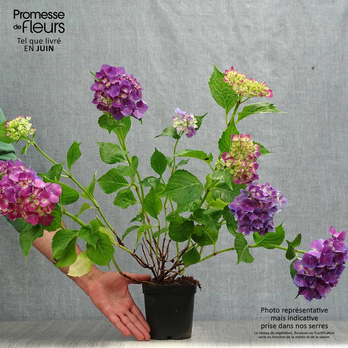 Hortensia - Hydrangea macrophylla Bodensee Pot de 2L/3L - Image 2