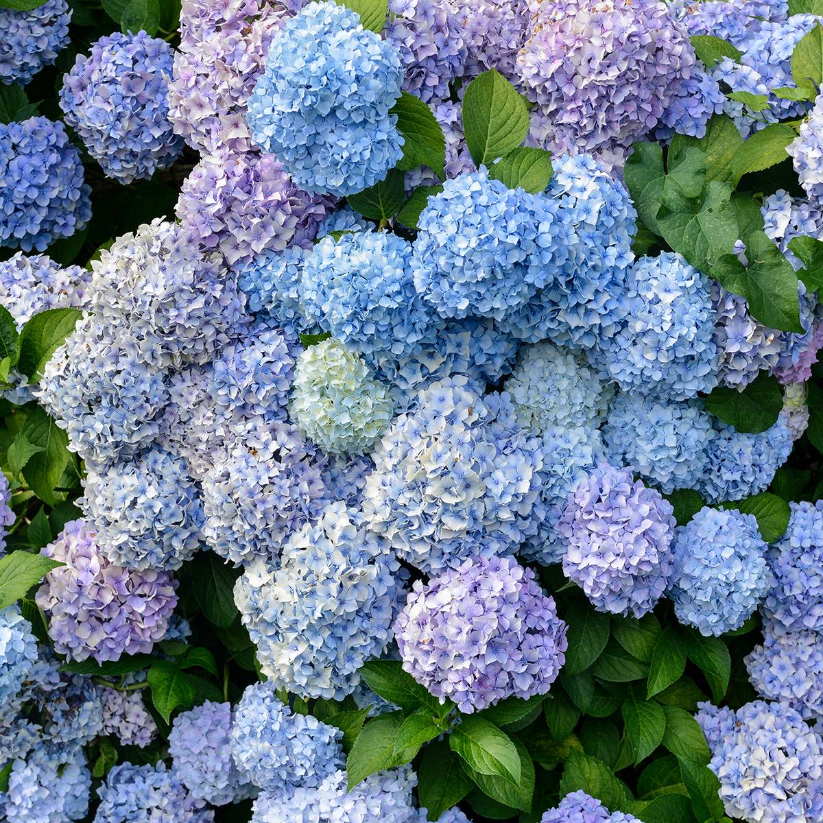 Hortensia - Hydrangea macrophylla Bodensee Pot de 2L/3L - Image 1