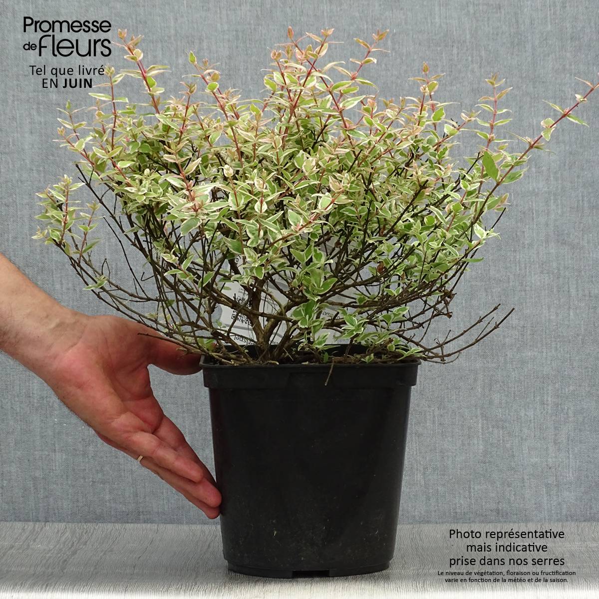 Abelia grandiflora Confetti Pot de 3L/4L - Image 2