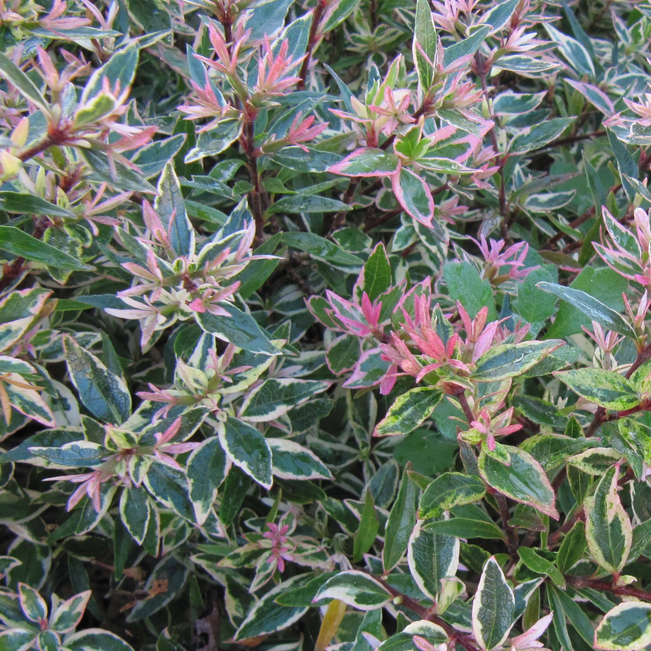 Abelia grandiflora Confetti Pot de 3L/4L - Image 1