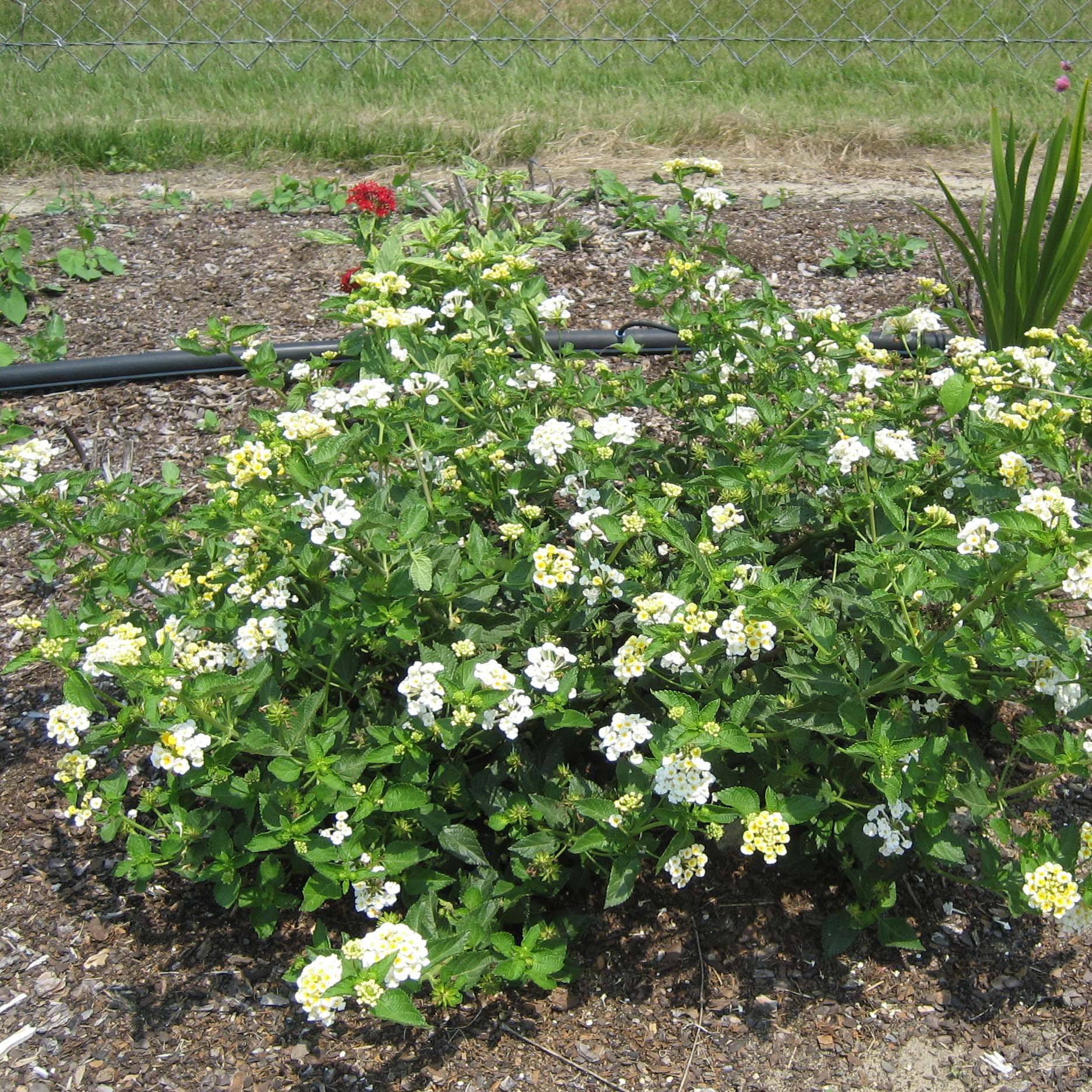 Promesse de Fleurs - Lantana Sunny Side Up Pot de 2L/3L