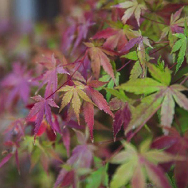 Érable du Japon 'Beni Maiko' (Acer palmatum 'Beni-maiko') - Godet 9cm - Pépinières Naudet - Image 1