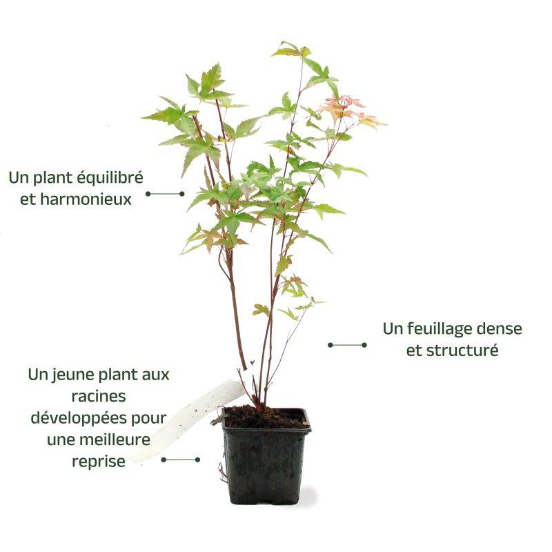 Érable du Japon 'Beni Maiko' (Acer palmatum 'Beni-maiko') - Godet 9cm - Pépinières Naudet - Image 3