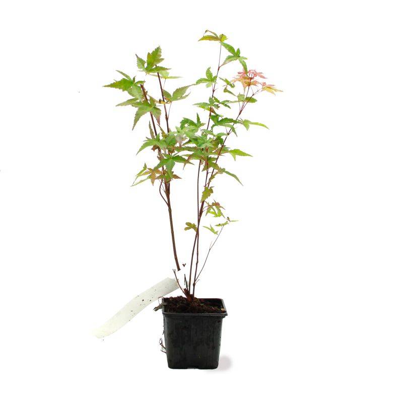 Érable du Japon 'Beni Maiko' (Acer palmatum 'Beni-maiko') - Godet 9cm - Pépinières Naudet - Image 2