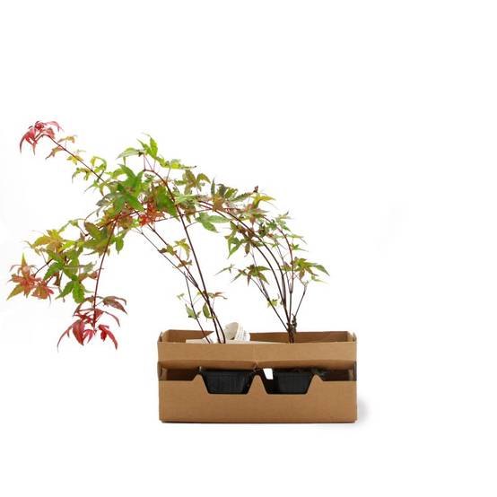 Érable du Japon 'Beni Maiko' (Acer palmatum 'Beni-maiko') - Godet 9cm - Pépinières Naudet - Image 4