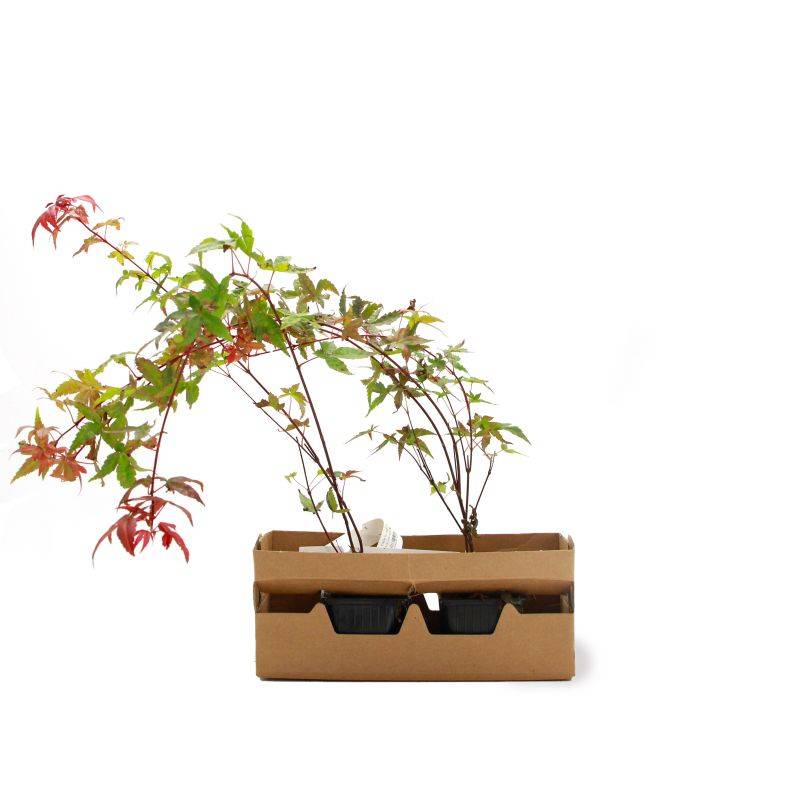 Érable du Japon 'Beni Maiko' (Acer palmatum 'Beni-maiko') - Godet 9cm - Pépinières Naudet - Image 4