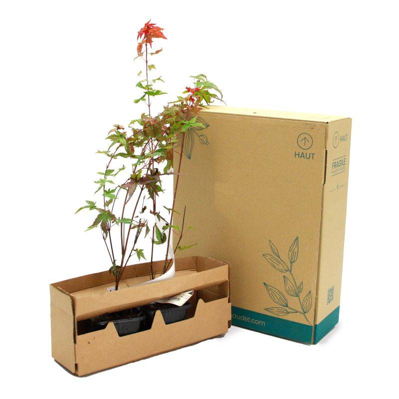 Érable du Japon 'Beni Maiko' (Acer palmatum 'Beni-maiko') - Godet 9cm - Pépinières Naudet - Image 5