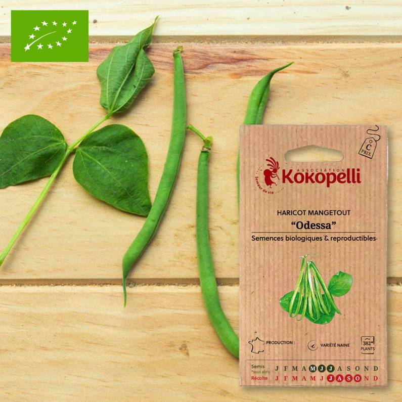 Association Kokopelli - Haricot Odessa- Graines bio à semer - Image 1