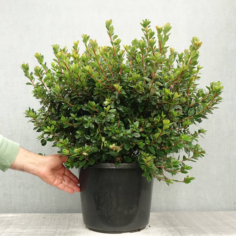 Promesse de Fleurs - Azalée japonaise - Azalea japonica Stewartstonian Pot de 12L/15L - Image 2