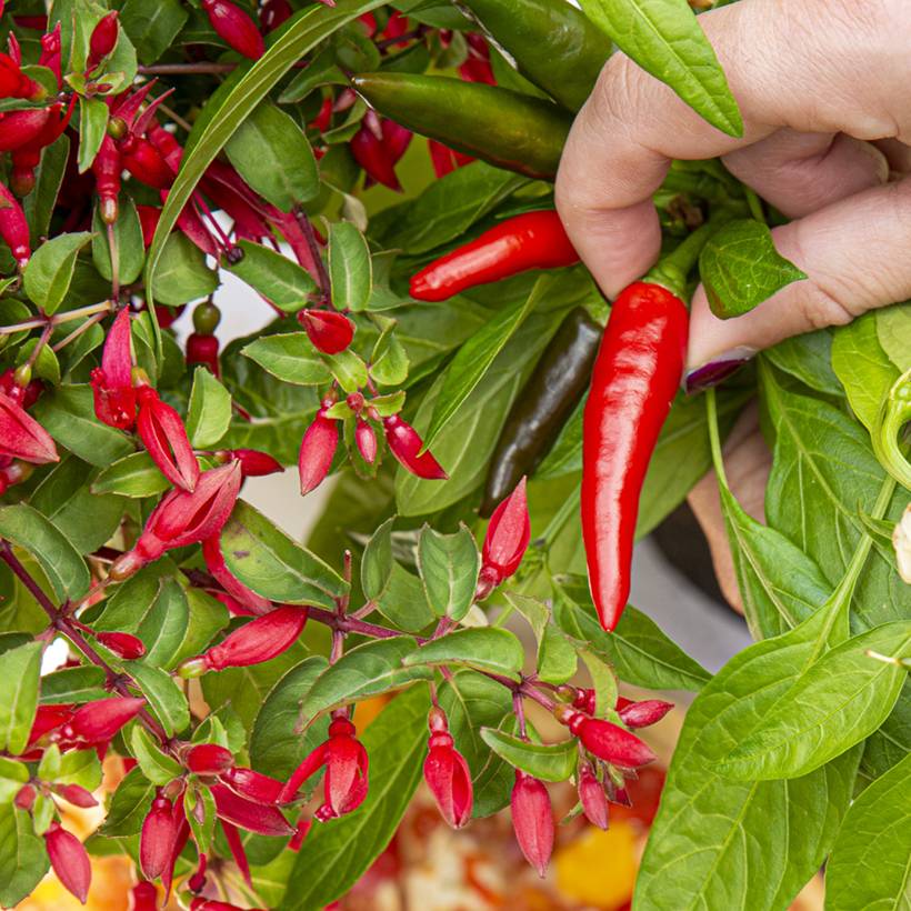 Fuchsia Chilli Red Pot de 3L/4L